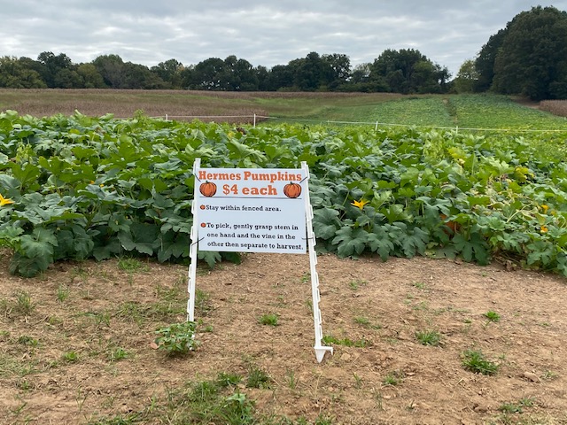 Boyd’s Pumpkin Patch - Clarksville, TN